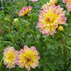 Meet your Posher, Meriah